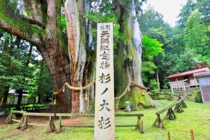 高知県大豊町 天然記念物 杉の大スギ