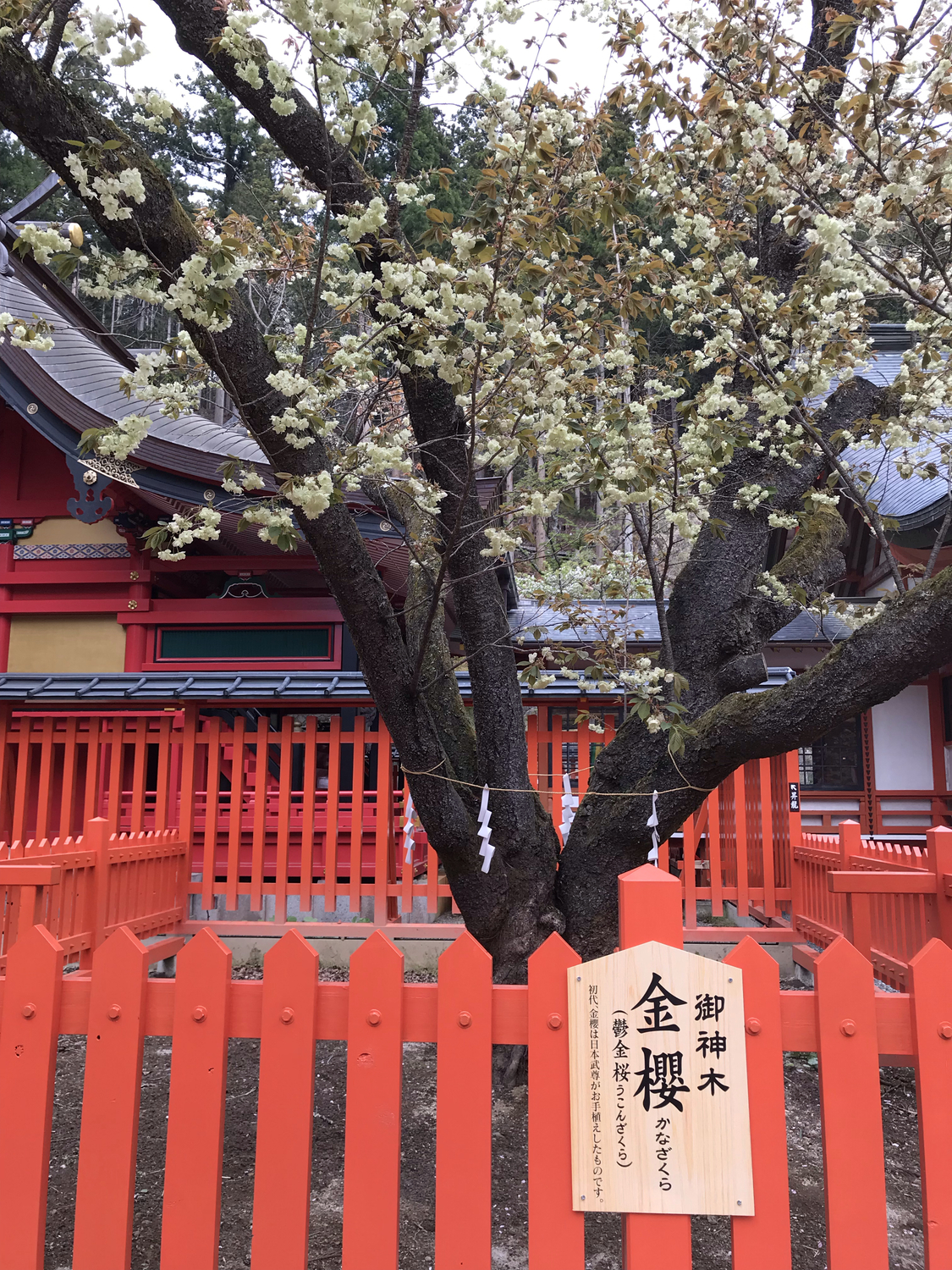金櫻神社 うこんの桜