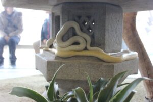 白ヘビ 岩国白蛇神社